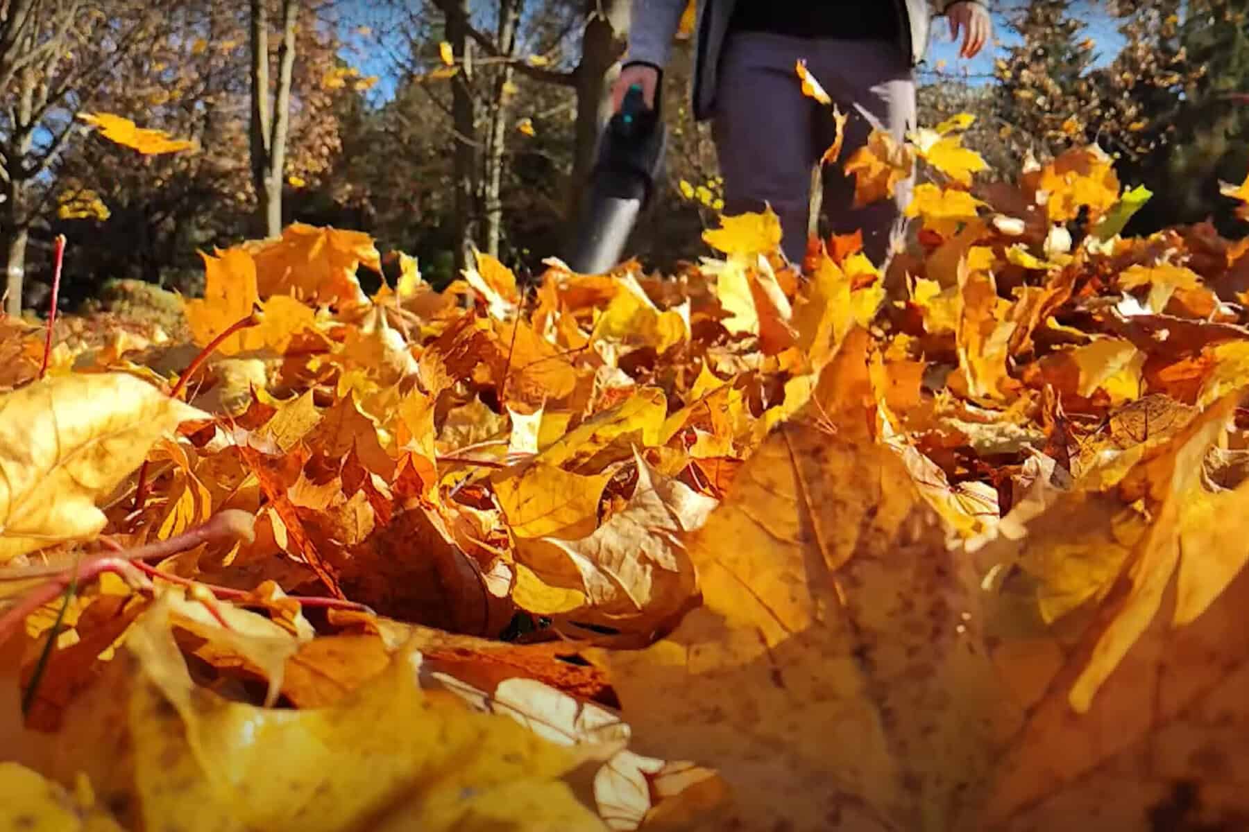 Pile of autumn leaves on the ground with someone using a leaf blower; trees with fall foliage in the background.